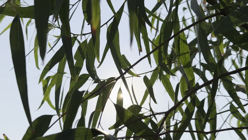 Sunlight shining through green tree leaves. Sunlight shining through eucalyptus leaves.