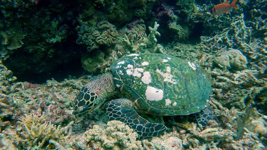 A critically endangered juvenile hawksbill sea turtle (Eretmochelys imbricata) with a patterned shell nestled among the vibrant coral reef. Dauin, Philippines