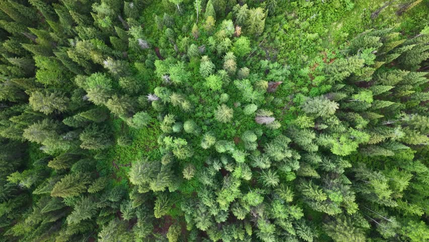 Birds eye top down aerial drone footage looking straight down at a dense lush green pine and spruce forest canopy in the Canadian Rockies Alberta Canada