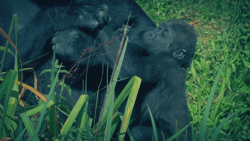 Baby Gorilla Clings To Mother In Jungle