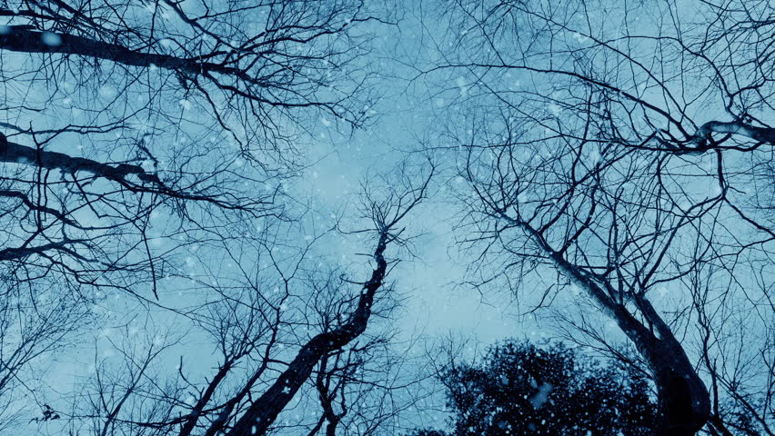 Looking Up In The Woods In Snowfall