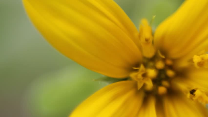 Close-up of a sunflower with shallow depth of field, artistic blur, and organic movement