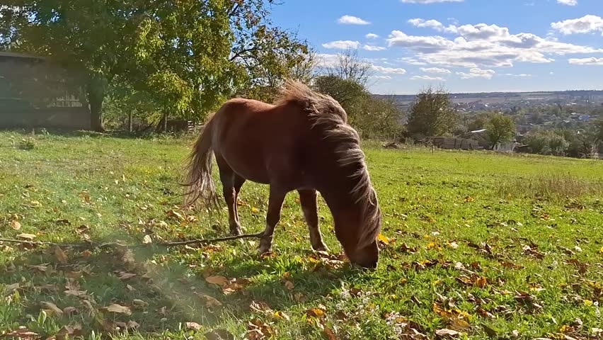 A small horse is eating grass on a grassy area covered with fallen leaves. Trees are in the background under a blue sky with some clouds. It is a sunny day in the countryside.