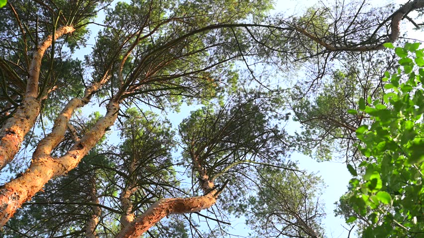 Pine forest in summer, tall pines (Pinus), blue sky  Green leaves of the tree - American black cherry (Prunus serotina Ehrh.)
