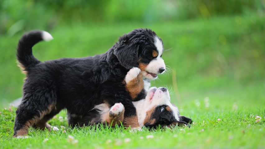 Cute puppy friendship scene in nature with calm green background