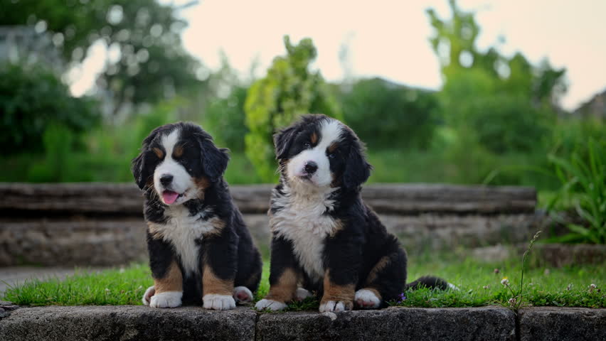 Two Bernese Mountain Dog puppies sitting in a peaceful summer park.