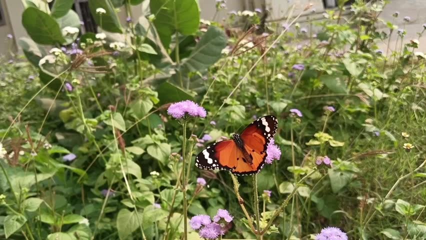Velvet orange wings trembling softly as the monarch sips sweetness from a cluster of violet stars.