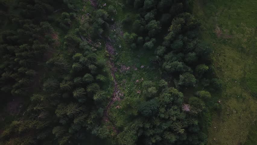 Top down of some forest in Sunset