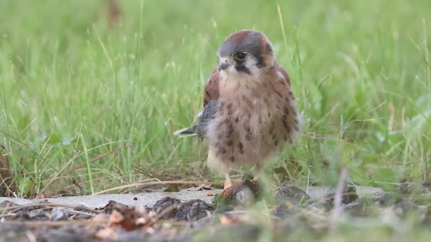 A fledgling American kestrel (Falco sparverius) hunts insects on the ground in a Lassen County, California backyard, in slow motion.