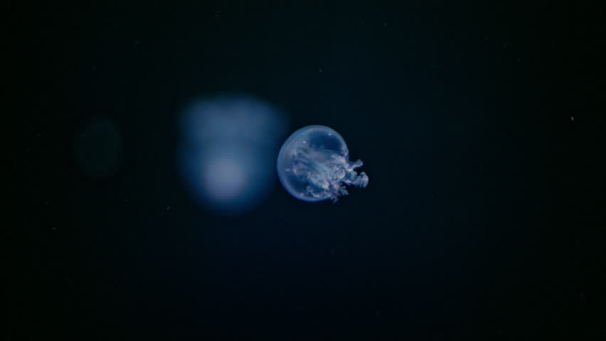 Mystical jellyfish floating in the dark ocean with glowing highlights, relaxing 4K footage.