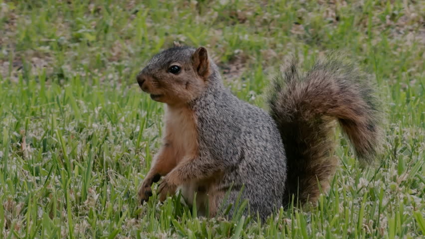 Eastern squirrel standing in green grass while searching for food in a natural park environment. Small wild mammal captured outdoors during spring in a peaceful setting.