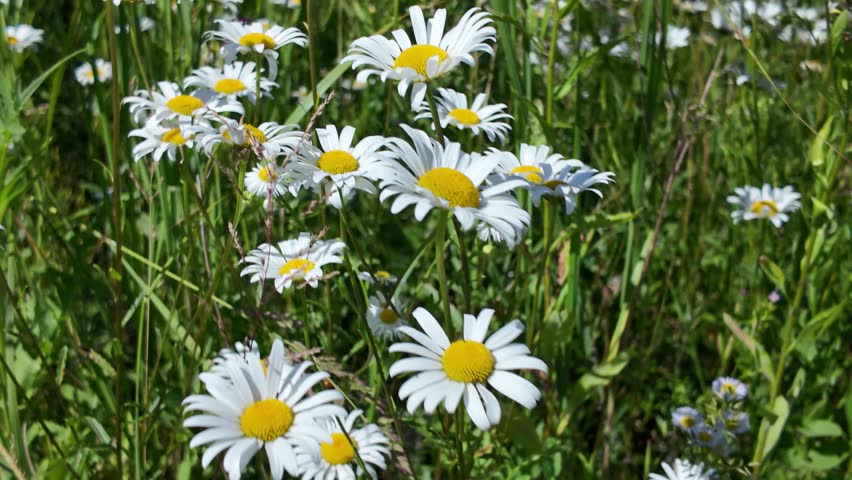 Bright white daisy cluster with yellow centers glowing in sunny grassy meadow, layered blossoms, soft background blur, fresh summer botanical scene with natural daylight