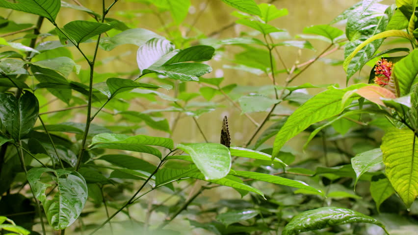 Stunning blue morpho butterfly with iridescent turquoise and black wings takes flight among dense tropical rainforest foliage with wet green leaves and delicate red flowering plants in soft natural.