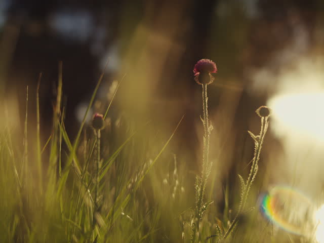 A cinematic golden hour meadow close-up featuring thistle wildflowers rising through tall green grass, illuminated by warm backlight with soft bokeh, haze and natural texture. The frame has a refined resort-retreat feeling, using botanical details to suggest a broader world of calm hospitality, summer wellness and slow outdoor living. The golden light gives the scene a premium glow, while the low angle makes the meadow feel immersive, private and quietly luxurious. It supports high-end branding for boutique hotels, luxury retreats, eco-resorts, glamping sites, spa destinations, countryside lodges and nature-focused travel experiences. The image does not show buildings, people or obvious tourist activity, which makes it flexible for many commercial concepts: relaxation, escape, solitude, regeneration, mindfulness, natural beauty, sustainable tourism and high-end rural hospitality. The thistles add a graceful focal point and a sense of wild authenticity, while the surrounding grass creates depth, softness and a cinematic atmosphere suitable for premium advertising. The mood is warm and inviting without feeling artificial, balancing natural imperfection with a polished filmic look. It can work as a hero image, website banner, social media visual, travel editorial, wellness brochure background, resort campaign still or atmospheric B-roll for a luxury outdoor destination. The scene evokes midsummer evenings, summer solstice light, countryside quiet, fresh air and the emotional value of stepping away from daily noise. It suggests a place where guests slow down, breathe, walk barefoot through grass, reconnect with the landscape and experience understated comfort in nature. The composition feels intimate and spacious at the same time, giving room for copy, logos or promotional messaging while preserving a poetic sense of place. Overall, this image communicates the promise of an elevated nature escape: peaceful, cinematic, seasonal, organic, exclusive and deeply restorative.