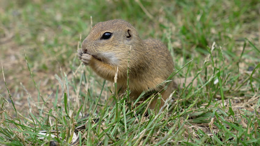 Cute Ground Squirrel Peeling Sunflower Seed in Grass