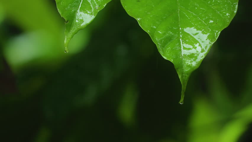 Costa Rica jungle rainforest close-up showing wet green leaves with water droplets falling from pointed tips. Lush tropical foliage glistens after rain with soft bokeh background in natural setting.