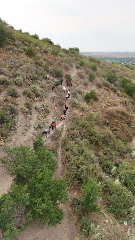 Drone View of a Horse Herd Grazing on a Mountain Hillside
