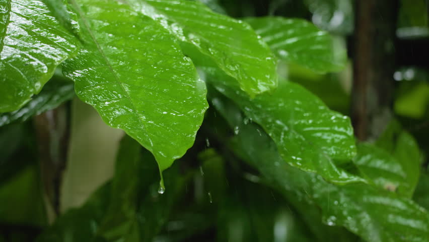 Lush green tropical leaves glisten with raindrops in Costa Rica jungle. Water drips from vibrant foliage during rainfall in dense rainforest setting with bokeh background.