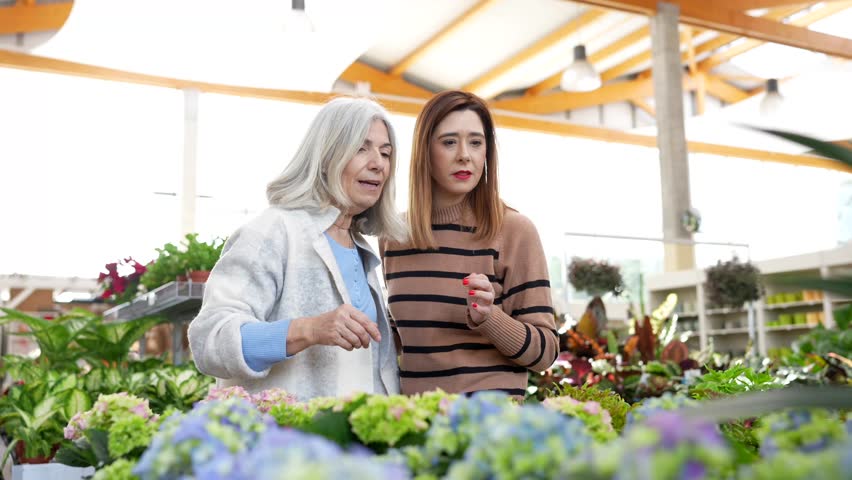 Cheerful senior mother and her adult daughter shopping together in a garden center, looking at beautiful potted hydrangea flowers and choosing the best one to buy for home decoration