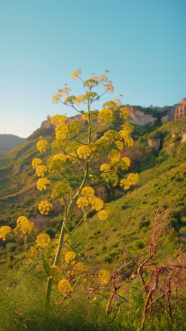 Yellow shrub on a hillside at sunset