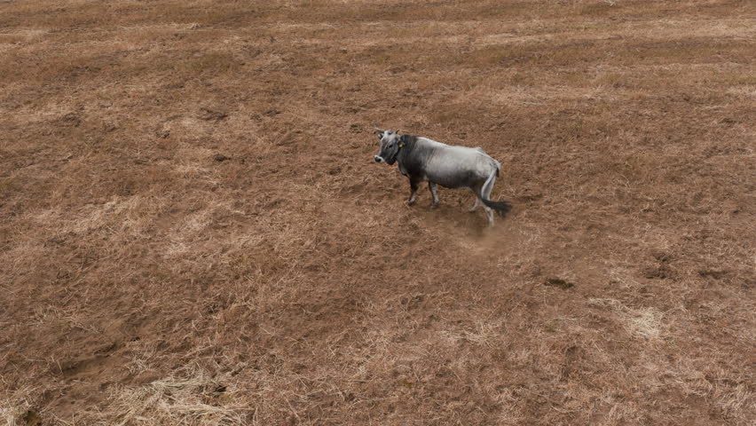single bull standing in dirt field