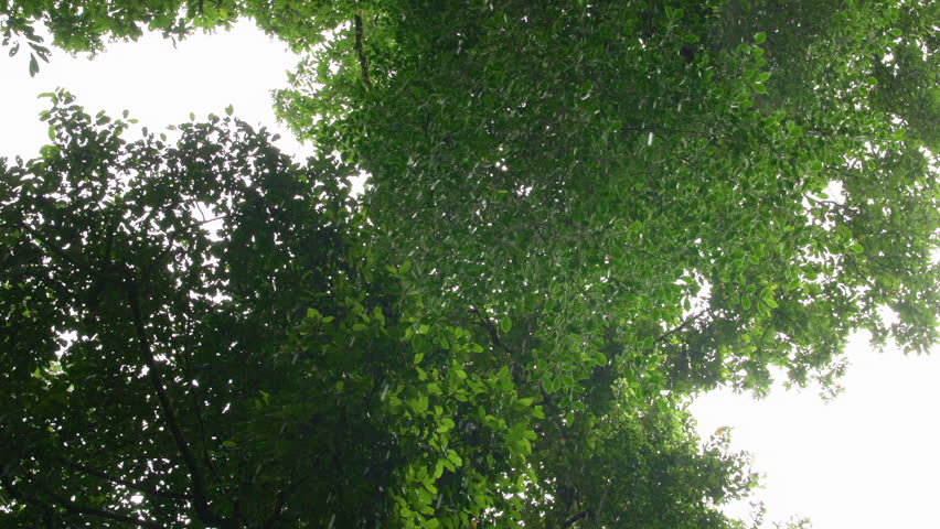 Costa Rica jungle canopy viewed from below as slow water drops fall from lush green tropical trees. Dense foliage creates natural frame against overcast sky with raindrops descending through leaves.