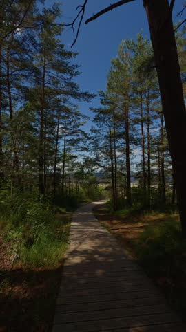 Curving wooden boardwalk through tall pine forest under clear blue sky with sunlight and peaceful natural landscape