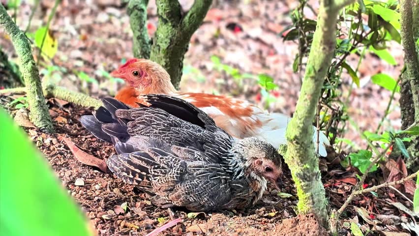 A chicken is resting on the ground under a bush, displaying natural poultry behavior in an outdoor environment. This moment of peace shows the chicken seeking shade under the tree, surrounded by the ground, leaves, and natural vegetation.