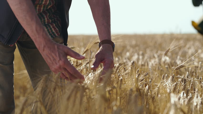 A person walks through a field and collects wheat. Hands touch the golden stalks. The sun shines brightly above. The movement shows the hard work of farming.