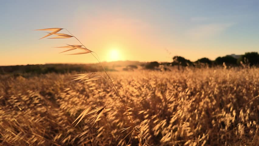 A serene golden wheat field gently sways under the warm glow of a breathtaking sunset. Capturing the peaceful beauty of nature and agricultural landscapes.