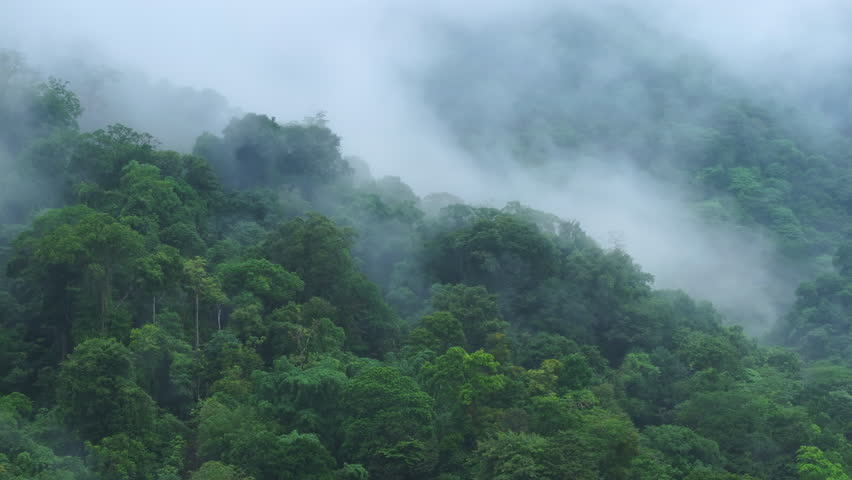 Dense tropical rainforest blankets mountain slopes in Costa Rica as white mist and fog drift through lush green canopy. Humid jungle atmosphere with layered trees creates mysterious mood.