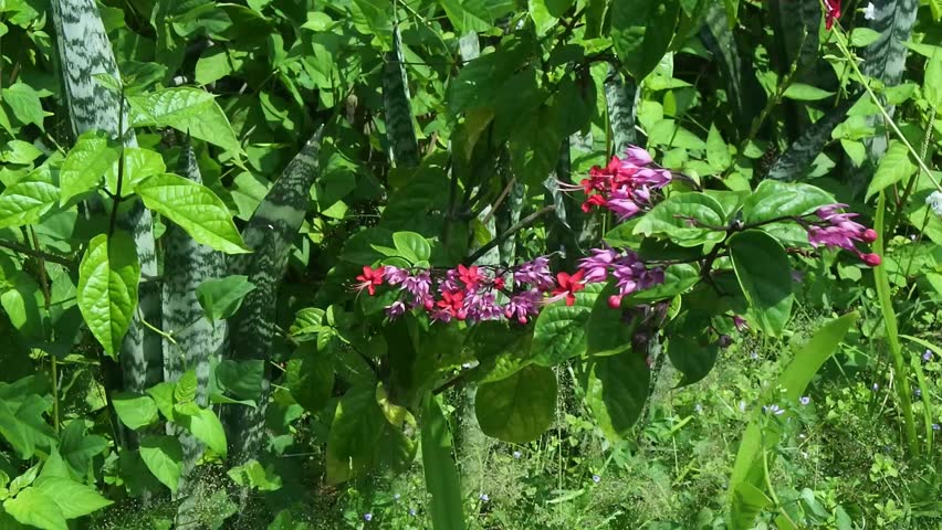 The bleeding heart climbing ornamental plant, betel leaf plant or Clerodendrum thomsonia which grows well under the hot direct sunlight in the morning
