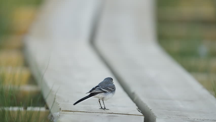 Slow motion horizontal video of a white wagtail (Motacilla alba) walking away from the camera along a wooden boardwalk in a marsh during an early summer morning. The bird is viewed from behind as it walks several steps, pauses briefly, takes a few more steps, then takes off. The wooden boardwalk extends through the entire frame, with a visible gap between the two planks. Softly blurred marsh grass borders both sides of the boardwalk, with subtle green and yellow tones in the background. Static low-angle composition filmed from near boardwalk level.