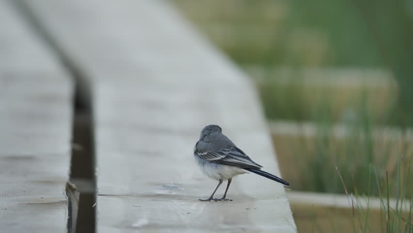 Slow motion horizontal video of a white wagtail (Motacilla alba) in close view on a wooden boardwalk in a marsh. The bird turns its head before walking away from the camera. The closer framing reveals feather detail and plumage texture. The wooden boardwalk occupies most of the frame, with a visible gap between the two planks extending into the distance. Softly blurred marsh vegetation borders the right side of the frame. Static low-angle composition filmed from near boardwalk level.