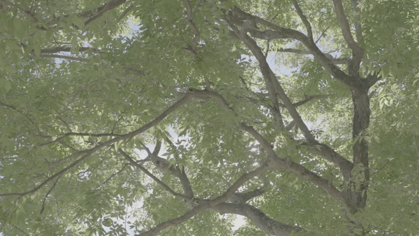 Light Rays coming out in the trees