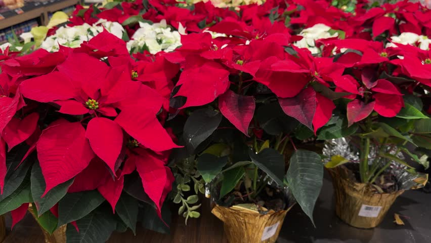 Red christmas poinsettia plants displayed for sale
