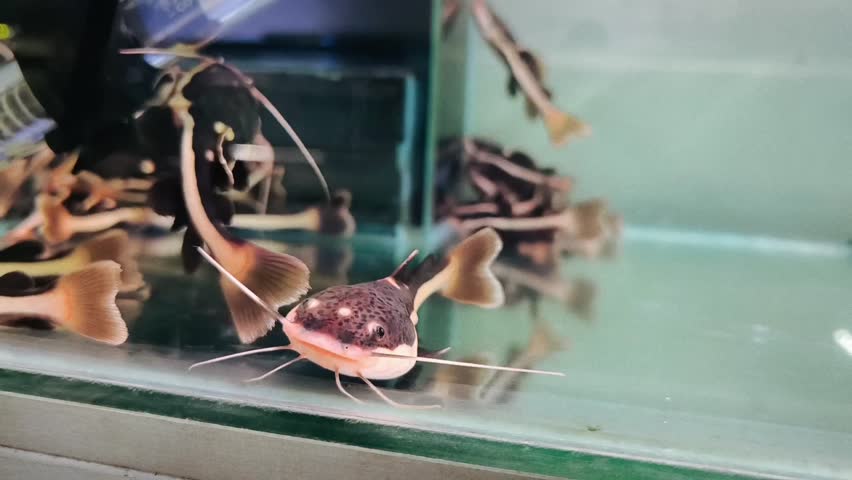 Red Tail Catfish (Phractocephalus hemioliopterus) swimming gracefully in a freshwater aquarium, showcasing its distinctive orange-red tail, broad head, and long barbels.