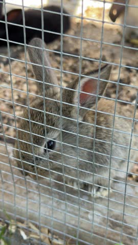 Curious little rabbit behind a metal fence