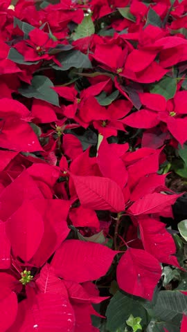 Beautiful red poinsettia plants for christmas