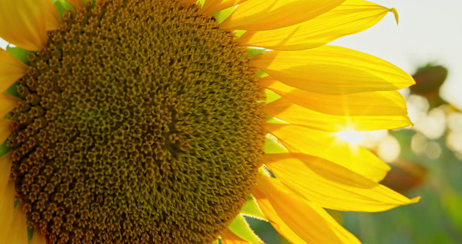 Field of blooming sunflowers in agricultural field during sunset