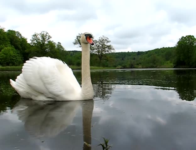Swan swimming 