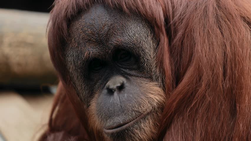 Close up portrait of a majestic adult orangutan
