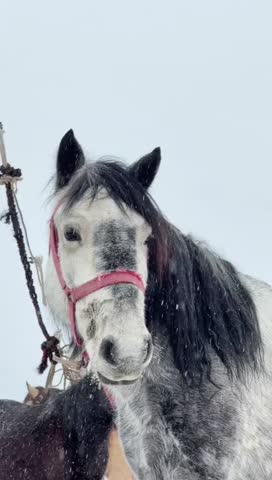 Close-up of a White and Black Horse with Pink Bridle in Snowy Landscape