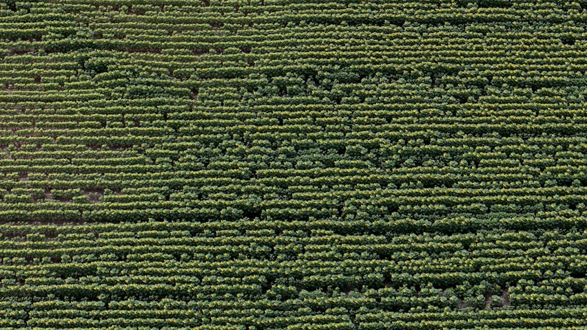 An aerial view shows perfectly aligned rows of green sunflower plants across a large agricultural field during the growing season.
