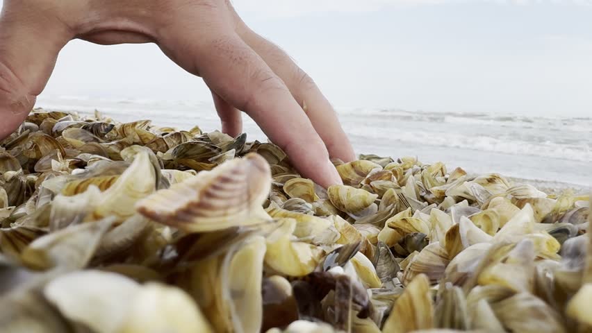 Seashells on the seashore. A human hand is playing with them.