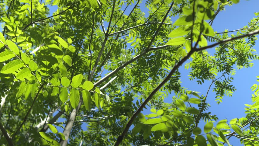 Looking up through green tree branches against clear blue sky. Bright sunlight filters through fresh leaves. Detailed view of tree limbs and foliage. Natural outdoor scene with vibrant colors