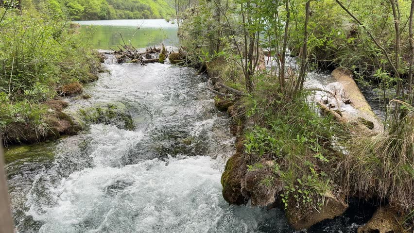 A crystal-clear stream cascades over rocks and fallen logs, creating gentle rapids amidst vibrant green foliage.