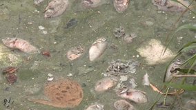 MULTIPLE FISH DEAD KILLED FROM POLLUTED WATER IN LAKE POND 1080 HD 1920x1080 HIGH DEFINITION STOCK VIDEO FOOTAGE CLIP