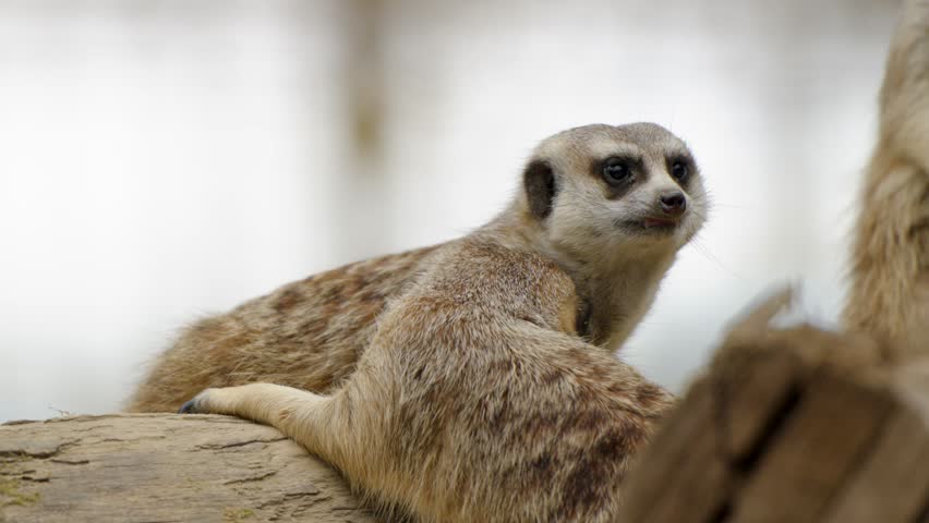 A slow, static shot of two adorable, close-knit meerkats cuddling on a tree stump