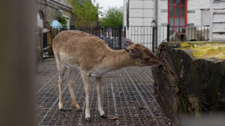 Static shot of a deer licking a mossy tree stump inside a zoo enclosure.